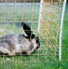 Rabbit Proof Fence - Rabbit Control